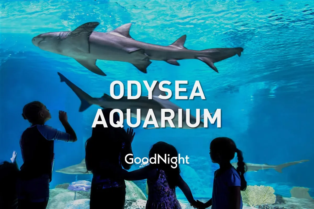 Inside an aquarium, children are silhouetted while looking up at sharks swimming overhead. The scene is filled with wonder and curiosity, showcasing a dynamic aquatic environment and the awe-inspiring experience of being surrounded by marine life.